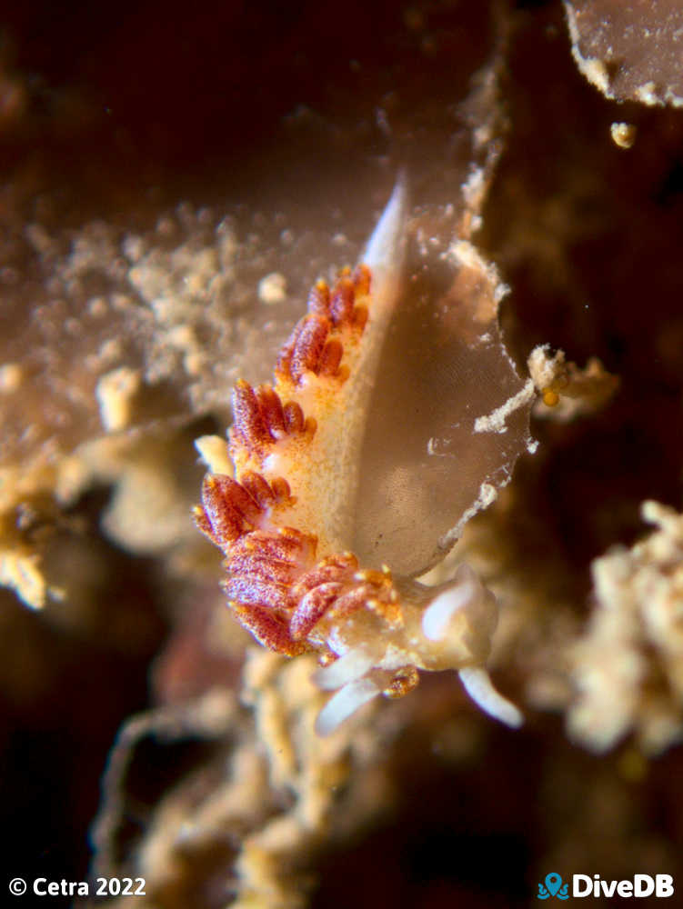 Photo of Tularia bractea at MV Seawolf. 