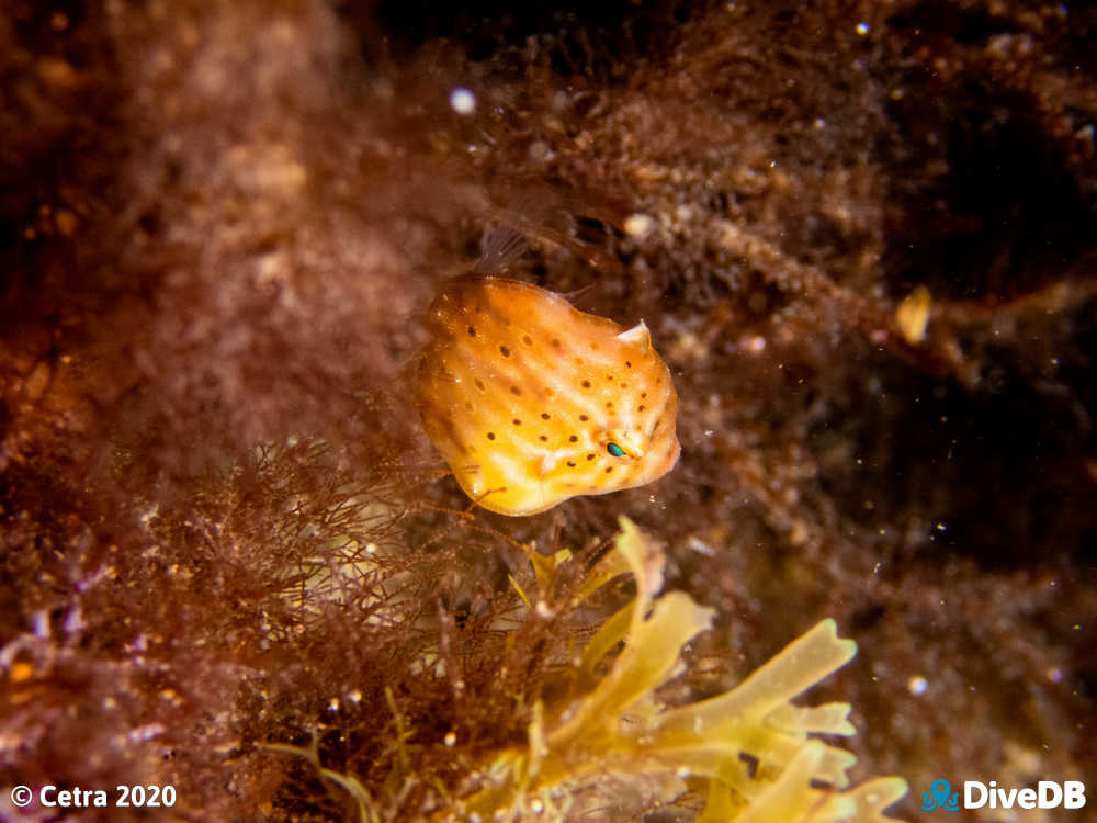 Photo of Southern Pygmy Leatherjacket at Broken Bottom. 