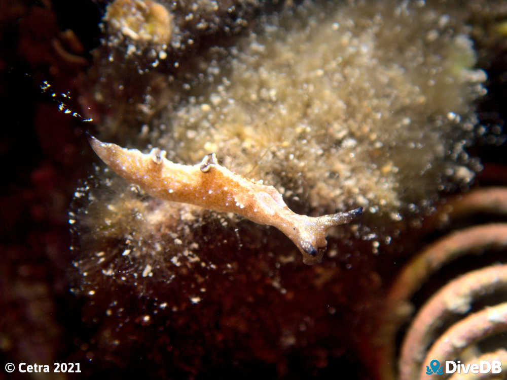 Photo of Disco Slug at Edithburgh Jetty. 