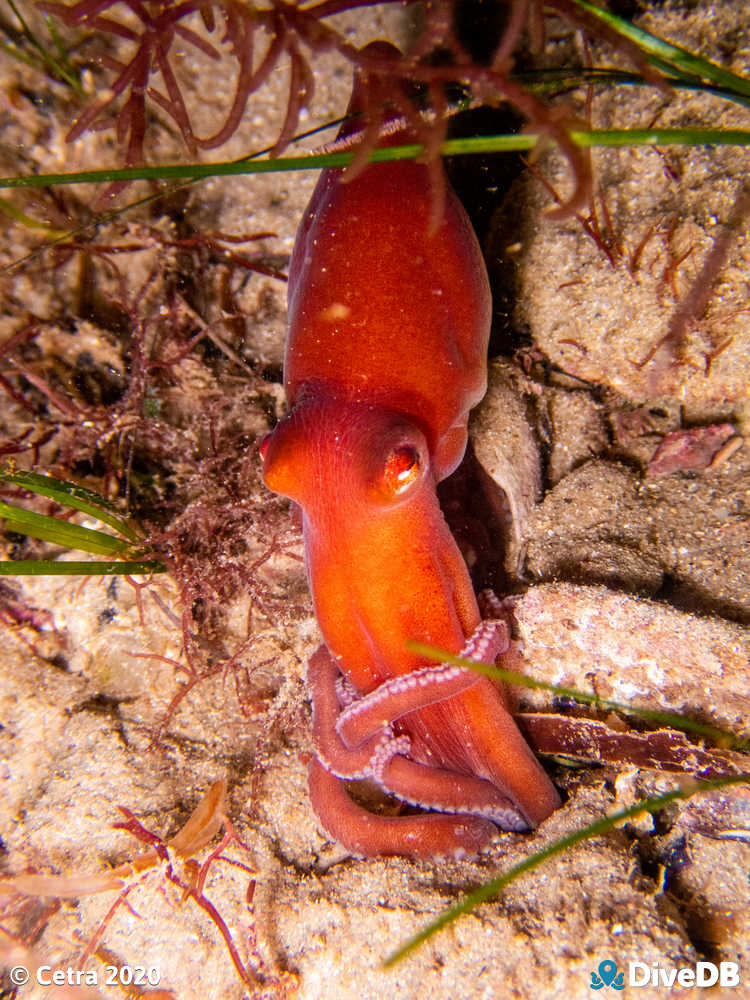 Photo of Sand Octopus at Port Noarlunga Jetty. 