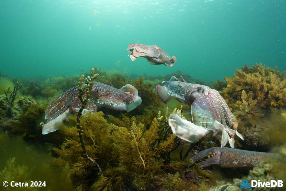 Photo at Whyalla Cuttlefish. 