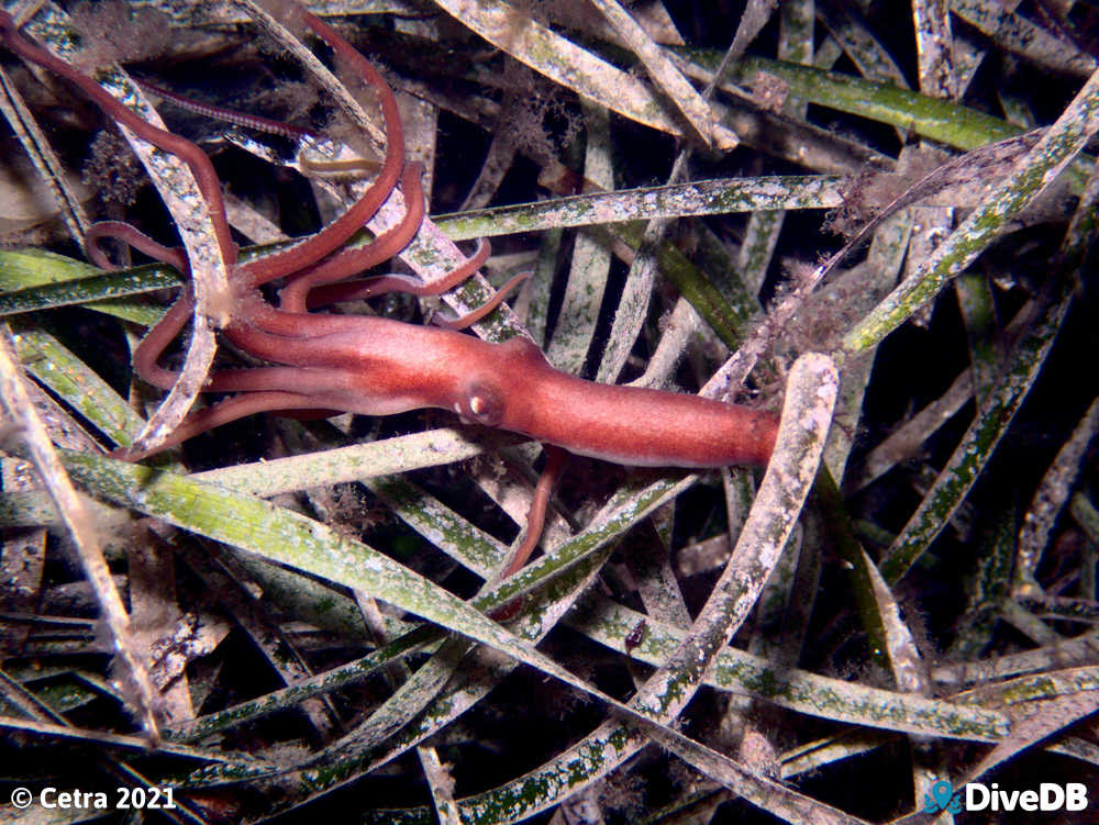 Photo of Sand Octopus at Edithburgh Jetty. 