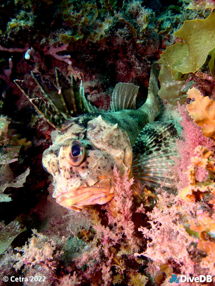 Photo of Gulf Gurnard Perch at Aldinga Pinnacles. 