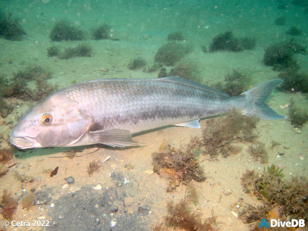 Photo of Dusky Morwong at Port Noarlunga Jetty. 