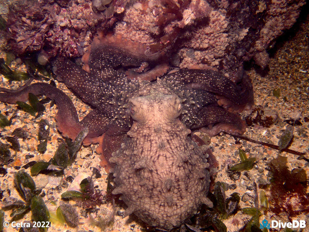 Photo of Octopus at Edithburgh Jetty. 