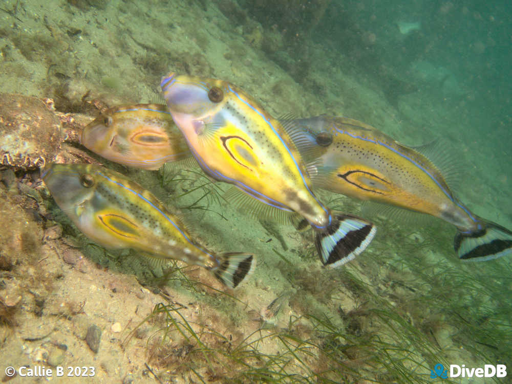 Photo of Horseshoe Leatherjacket at Port Noarlunga Jetty. 