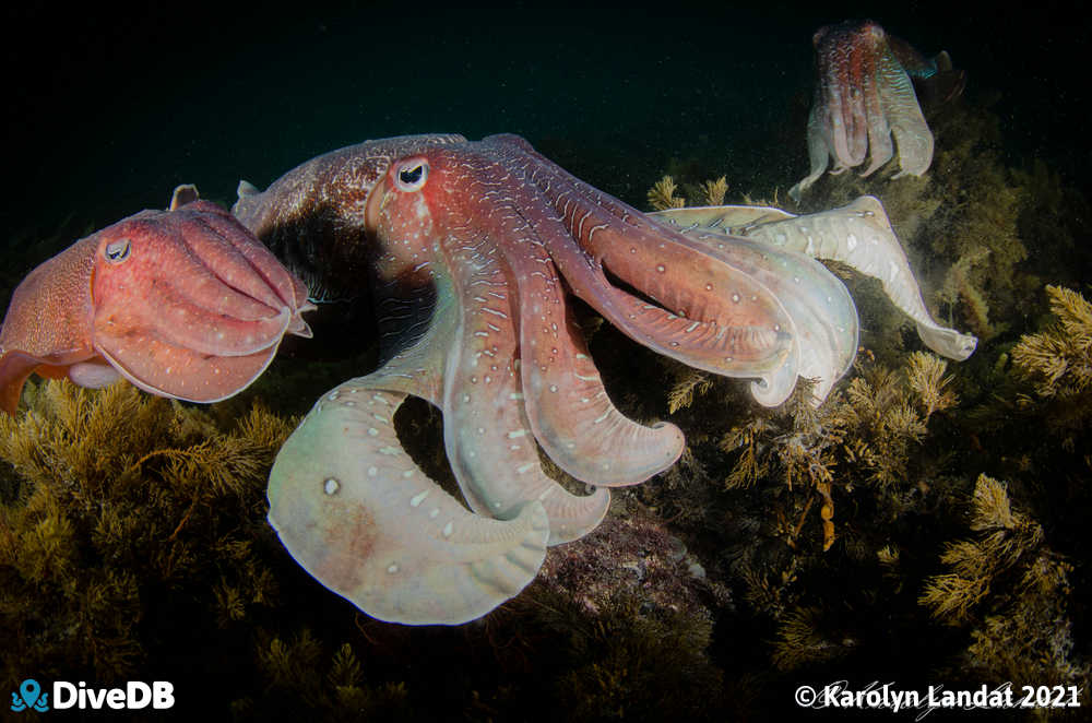 Photo at Whyalla Cuttlefish. 