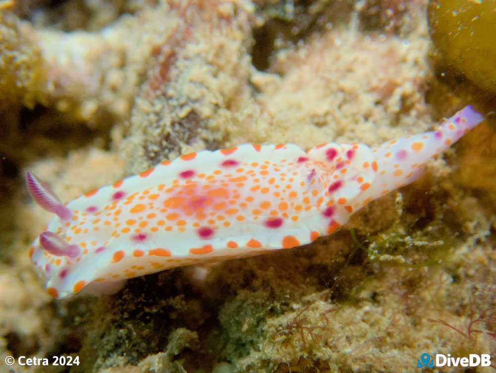 Photo of Clown Nudi at Port Noarlunga Jetty. 