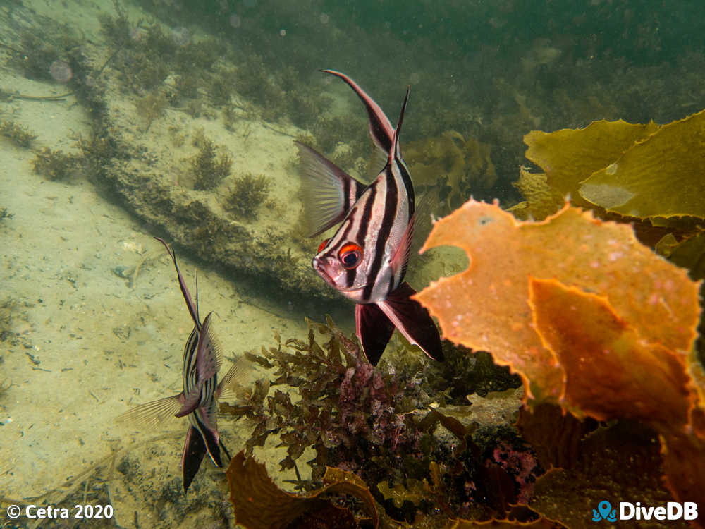 Photo of Old wife at Port Noarlunga Jetty. 