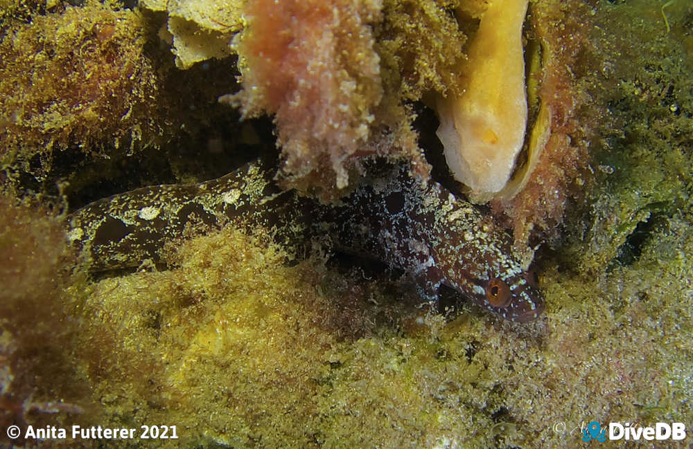 Snake Blenny