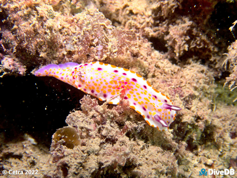 Photo of Clown Nudi at Aldinga Pinnacles. 