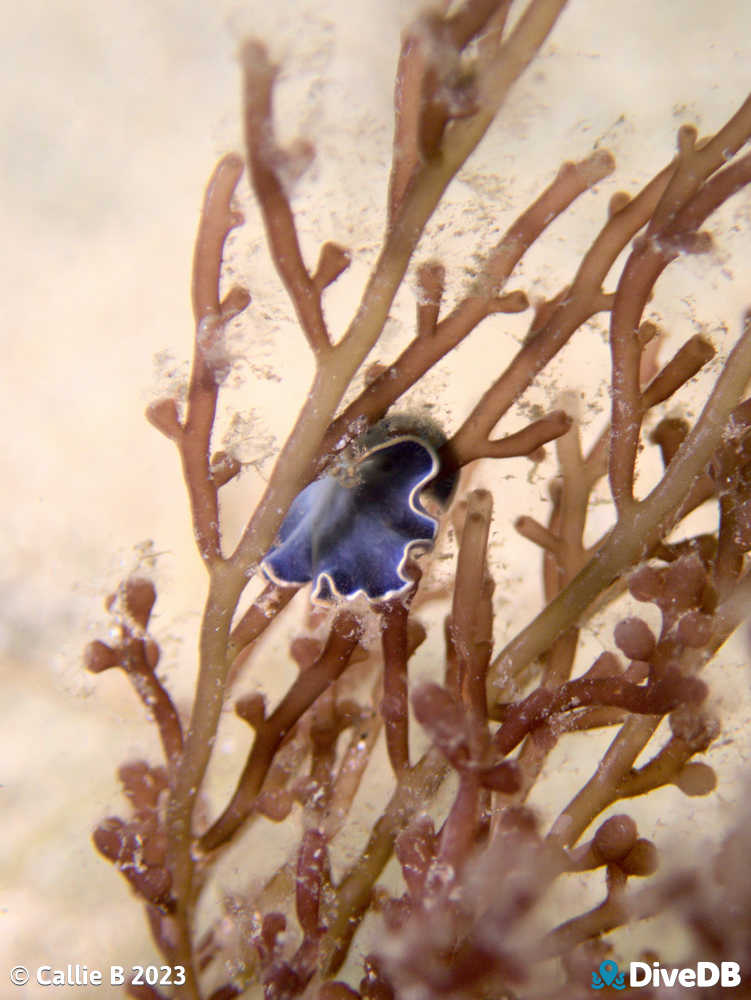 Photo of Blue Flatworm at Port Noarlunga Jetty. 