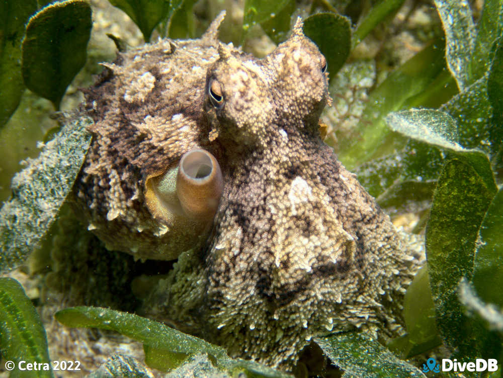 Photo of Octopus at Edithburgh Jetty. 