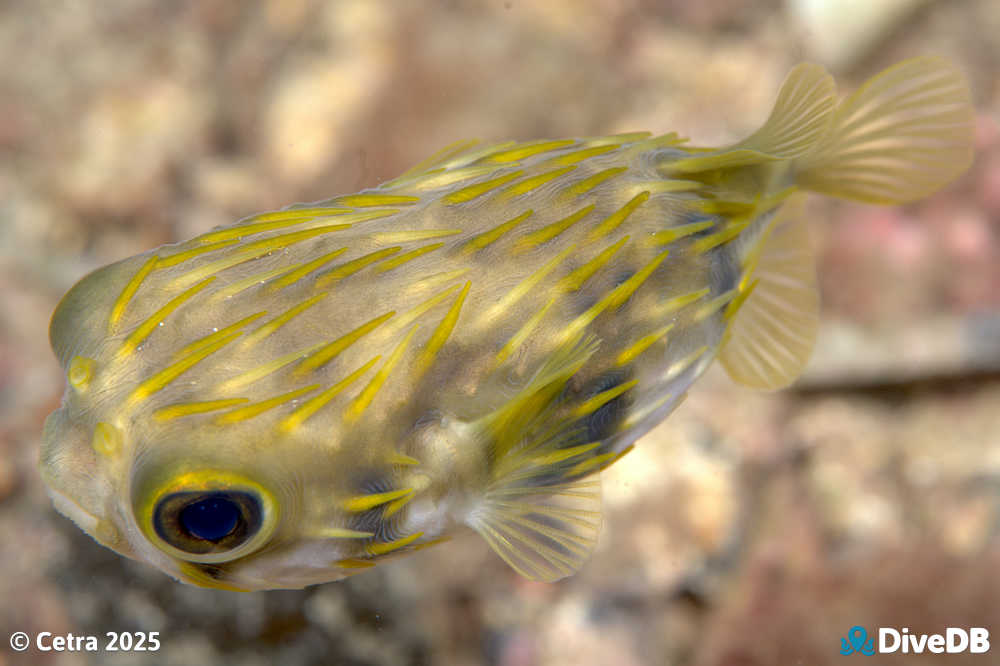 Photo of Globefish at Port Hughes Jetty. 