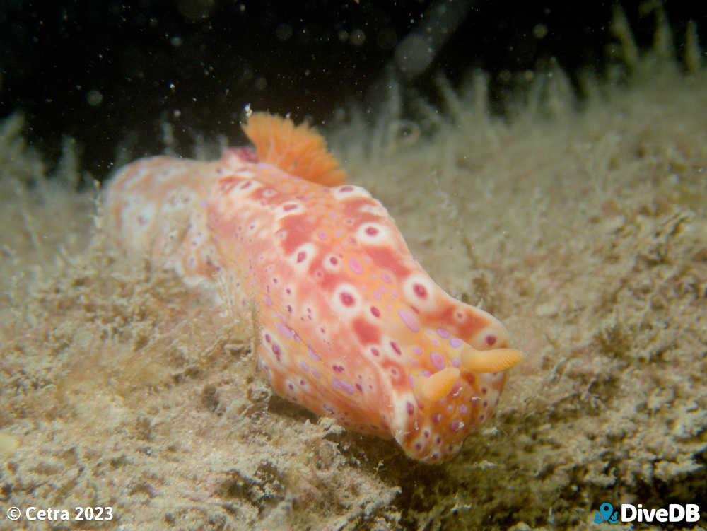 Photo of Short-tailed Sea Slug at Norma. 