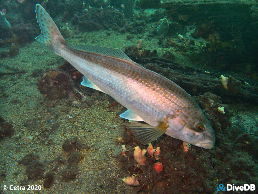 Photo of Dusky Morwong at Edithburgh Jetty. 