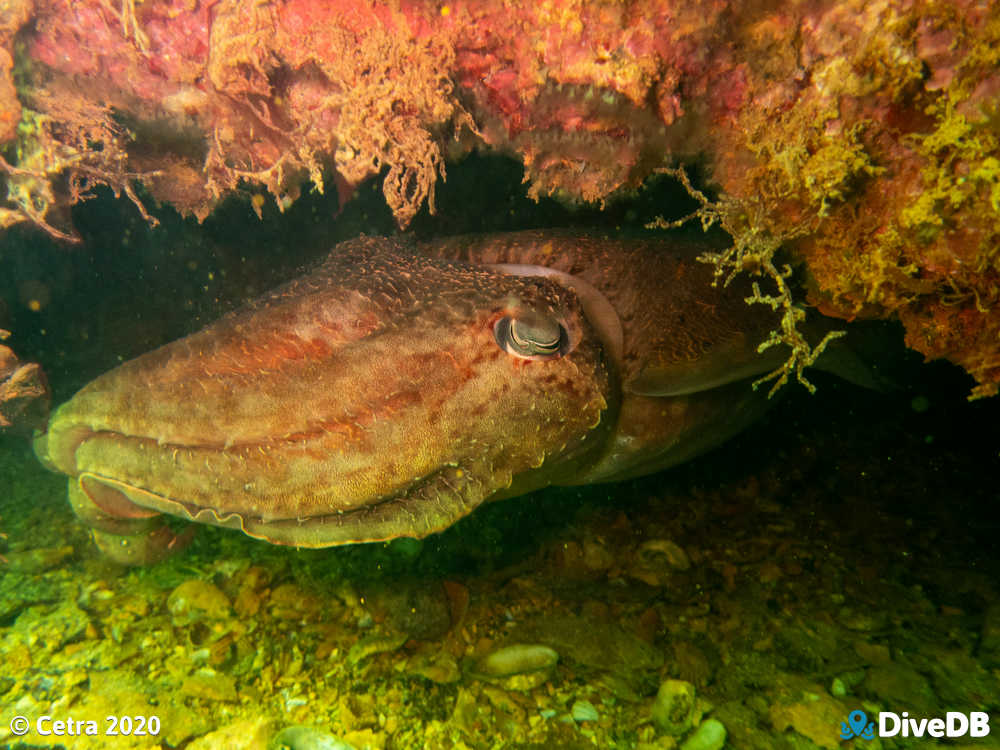 Photo of Cuttlefish at Songvaar. 