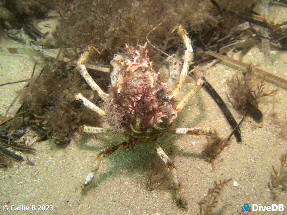 Photo of Decorator Crab at Port Noarlunga Jetty. 