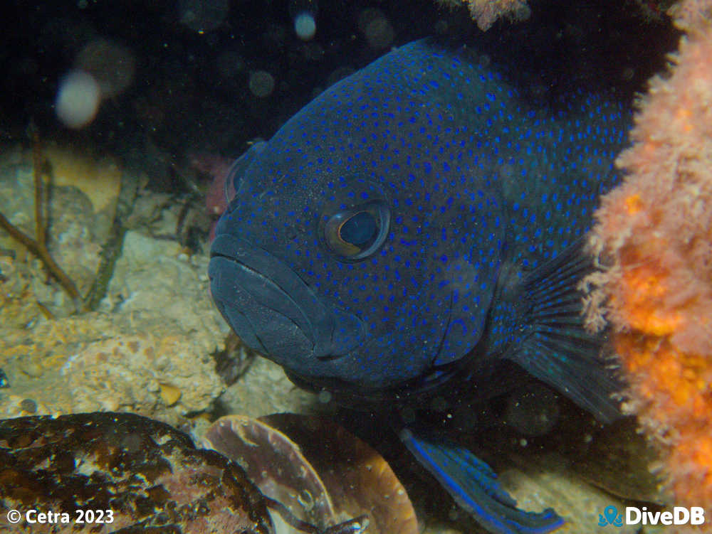 Photo at Seacliff Reef. 