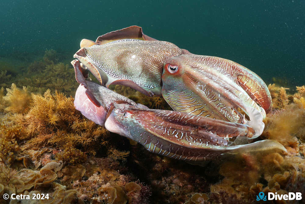 Photo at Whyalla Cuttlefish. 