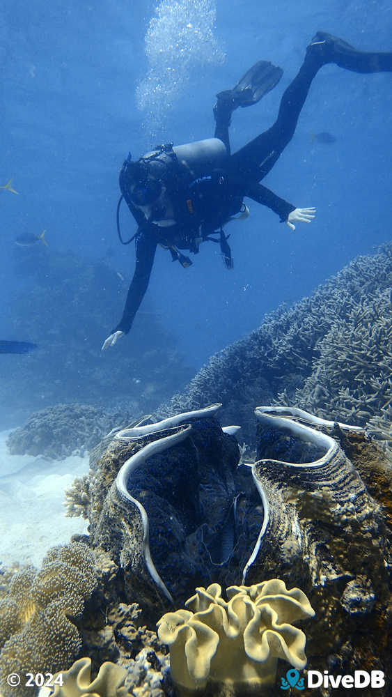 Photo at Agincourt Reef 4 - The Point. 