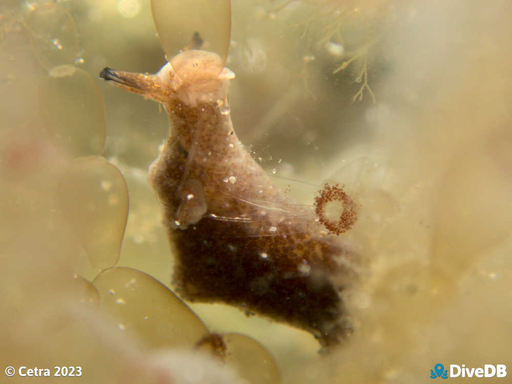 Photo of Disco Slug at Port Noarlunga Jetty. 