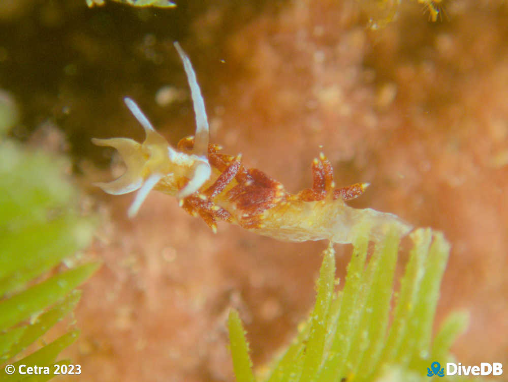 Photo of Tularia bractea at Port Noarlunga Jetty. 