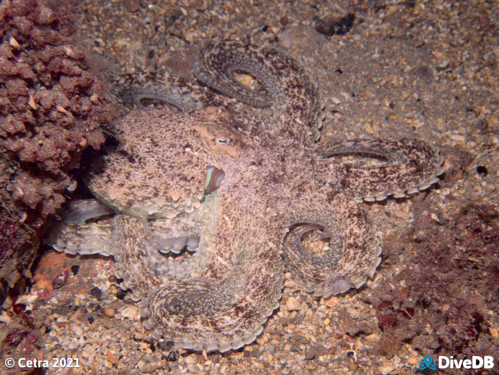 Photo of Octopus at Edithburgh Jetty. 