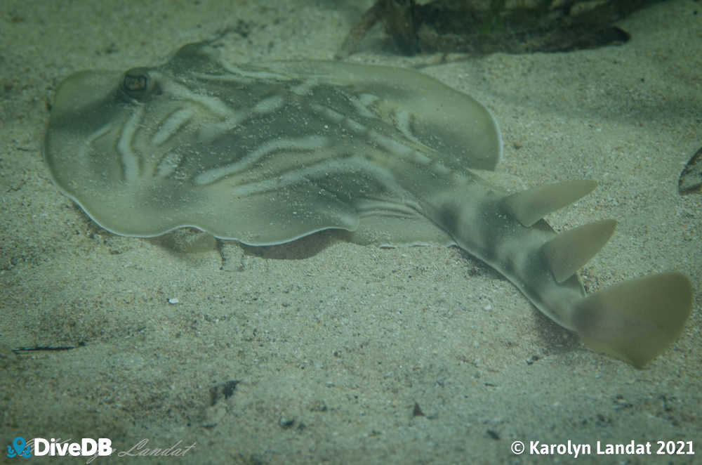 Photo of Fiddler Ray at Edithburgh Jetty. 