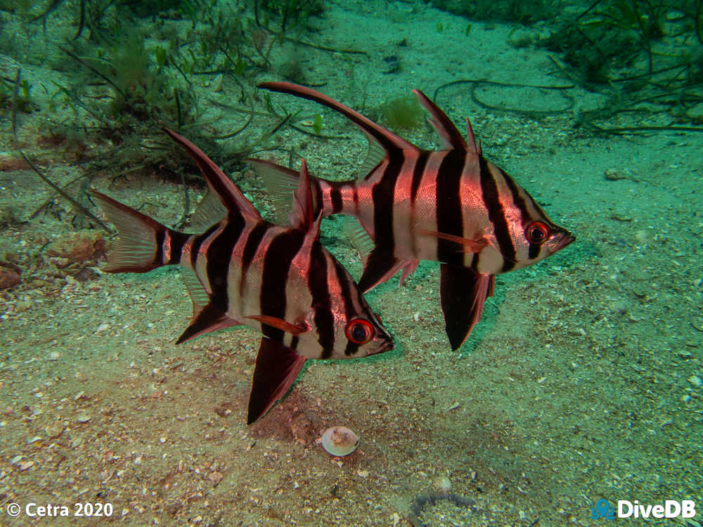 Photo of Old wife at Seacliff Reef. 