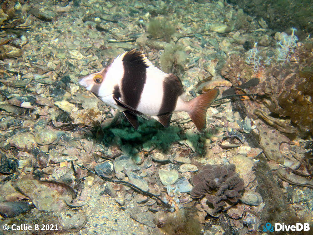 Photo of Magpie Perch at Port Hughes Jetty. 