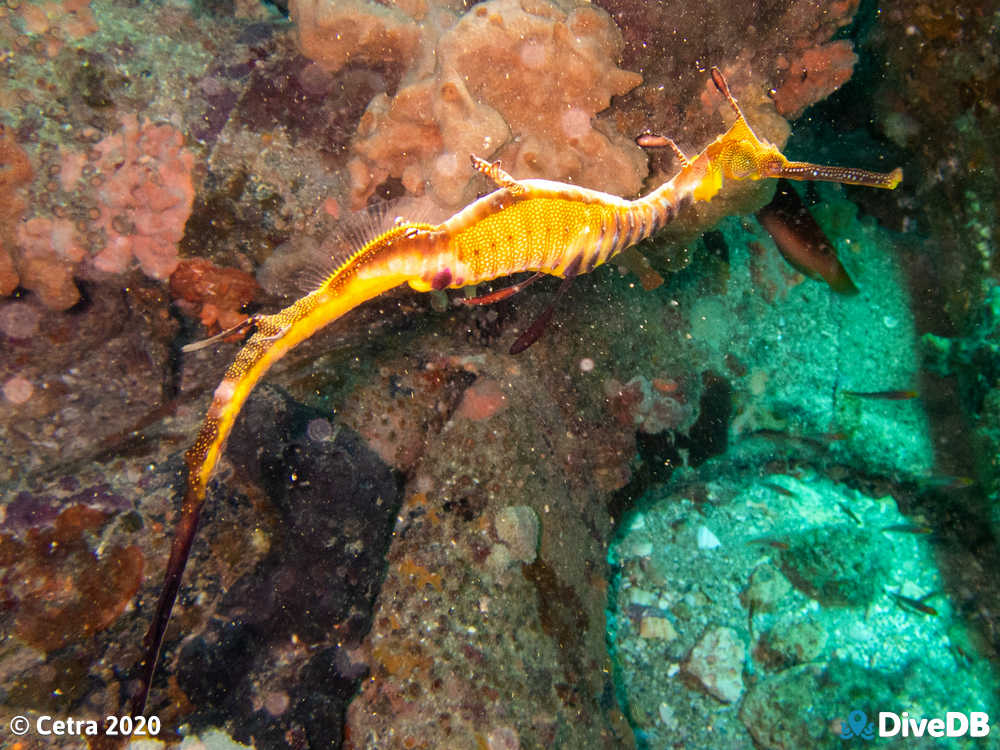 Photo of Weedy Seadragon at Glenelg Tyre Reef. 