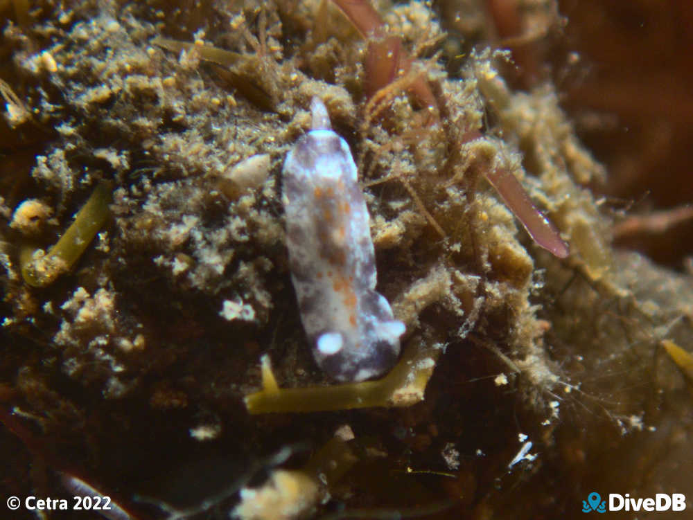 Photo of Chromodoris alternata at Glenelg Dredge. 