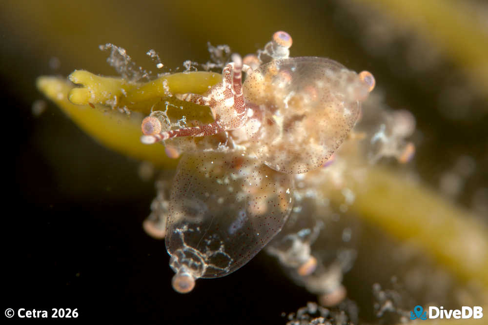 Photo at Port Hughes Jetty. 