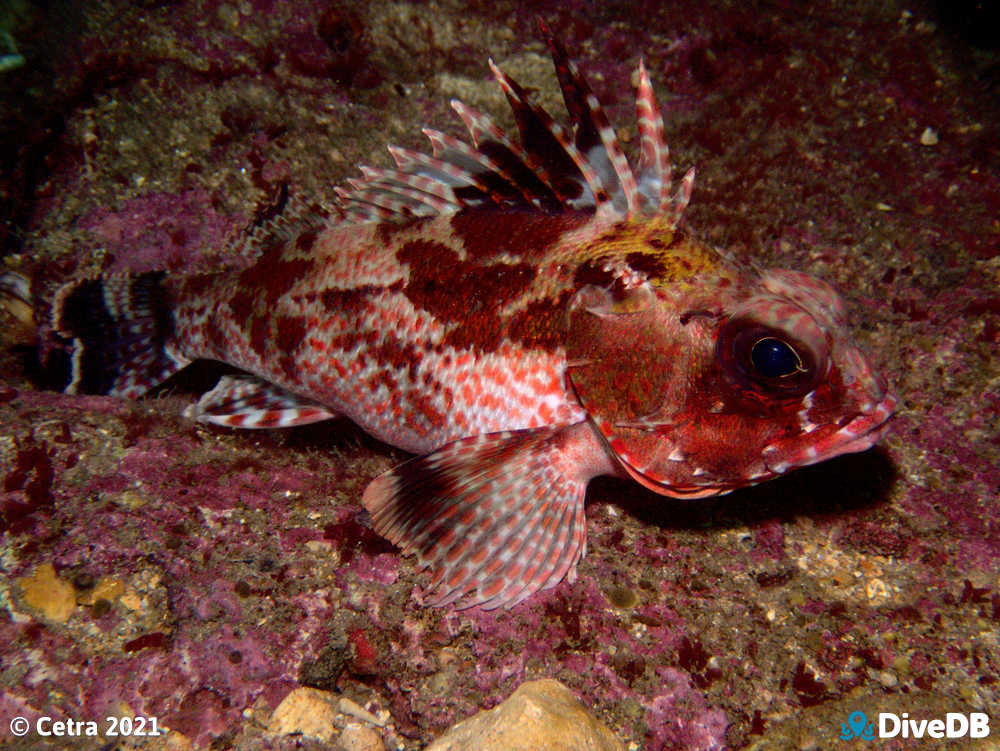 Photo of Gulf Gurnard Perch at Glenelg Dredge. 