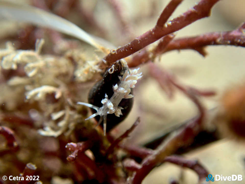 Photo of Createna lineata at Port Noarlunga Jetty. 