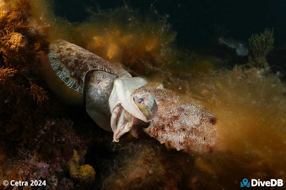 Photo at Whyalla Cuttlefish. 