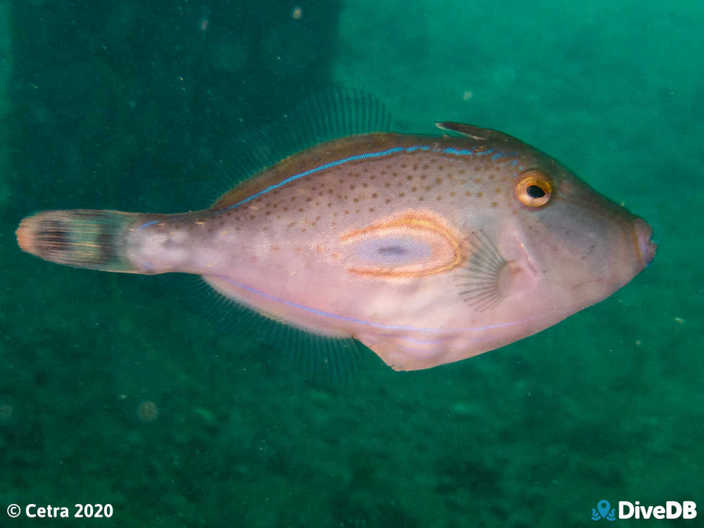 Photo of Horseshoe Leatherjacket at Rapid Bay. 