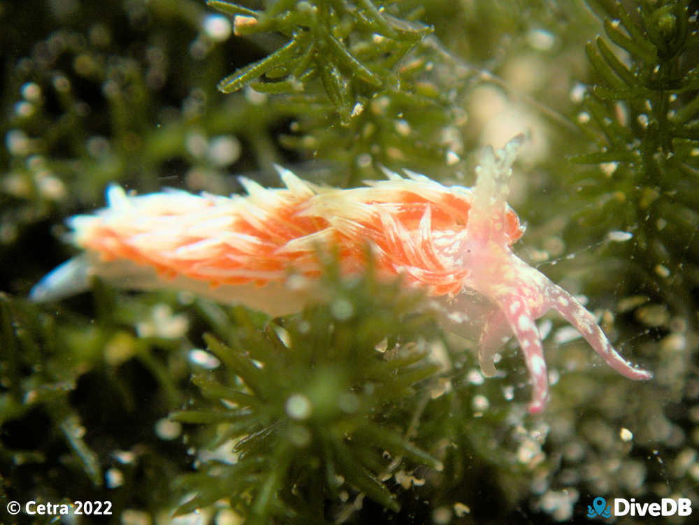 Photo at South Channel Fort. 