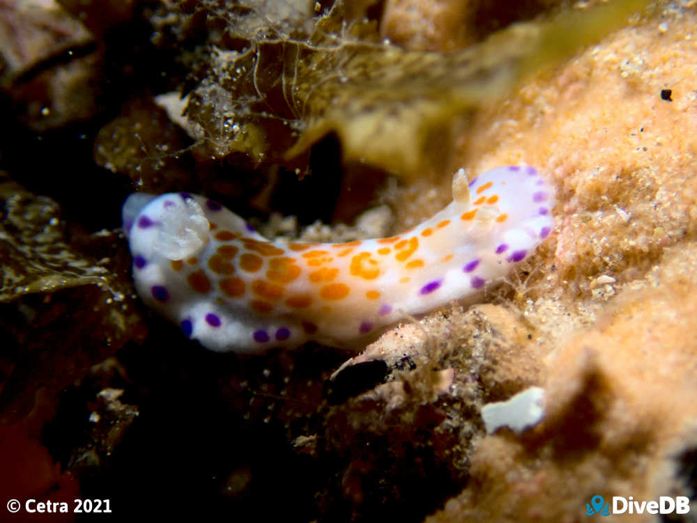 Photo of Chromodoris ambigua at Port Noarlunga Jetty. 