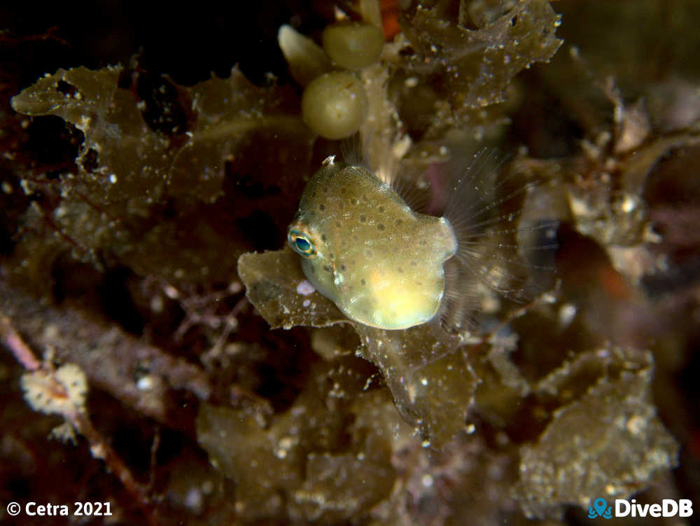 Photo of Southern Pygmy Leatherjacket at Seacliff Reef. 