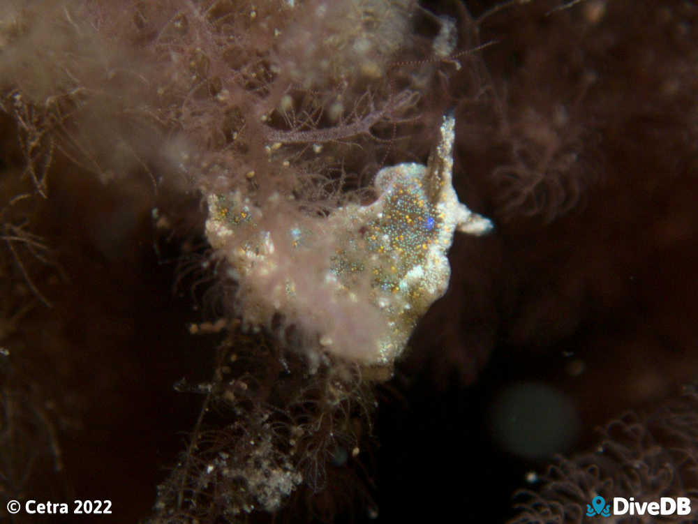 Photo of Disco Slug at Seacliff Reef. 