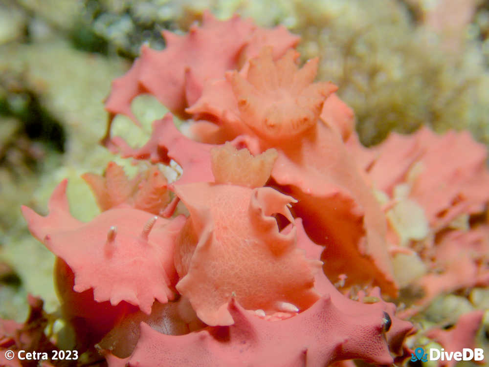 Photo of Verconia verconis at Port Hughes Jetty. 