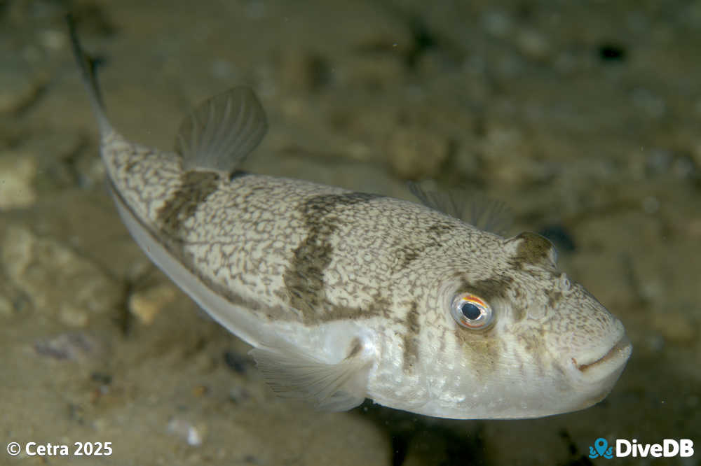 Photo at Port Noarlunga Jetty. 