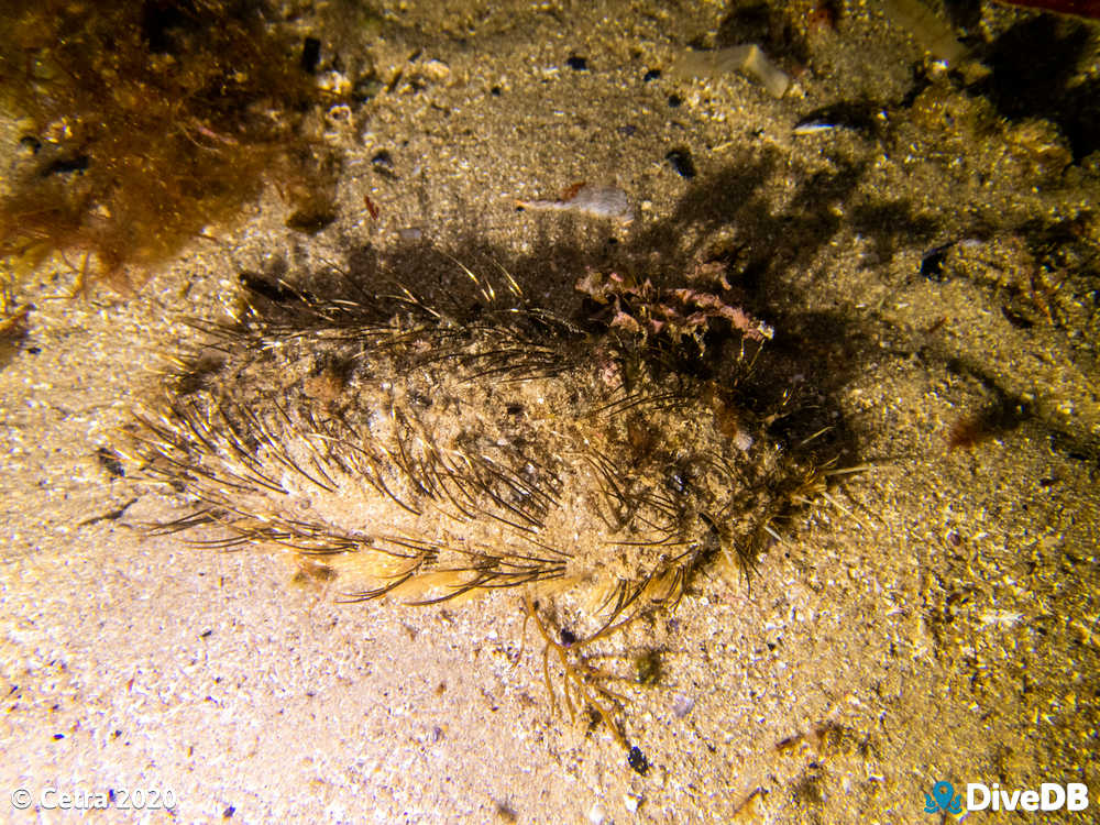 Photo of Sea Mouse at Port Noarlunga Jetty. 