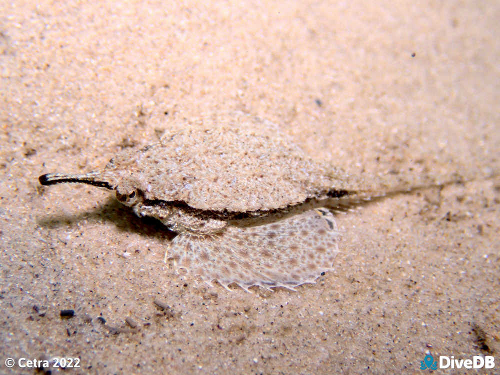 Photo of Sculptured Seamoth at Port Noarlunga Jetty. 