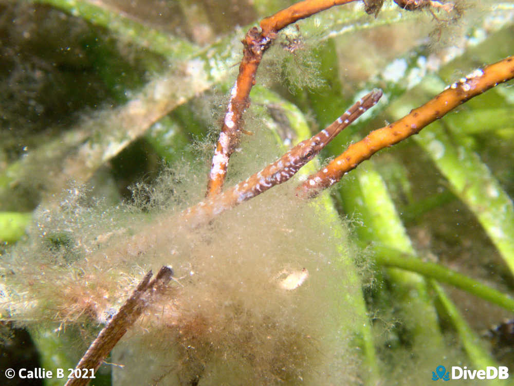 Photo of Port Phillip Pipefish at Port Hughes Jetty. 