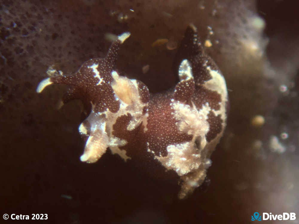 Photo of Trapania brunnea at Port Noarlunga Jetty. 