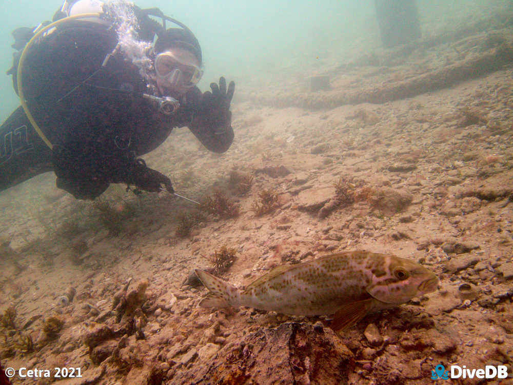 Photo of Dusky Morwong at Port Noarlunga Jetty. 