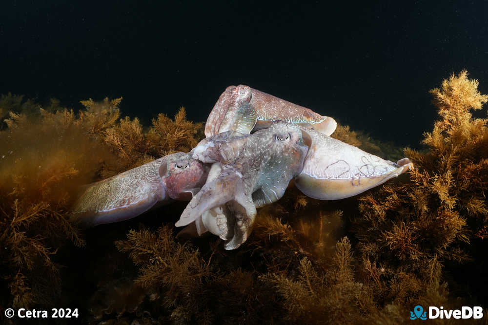 Photo at Whyalla Cuttlefish. 